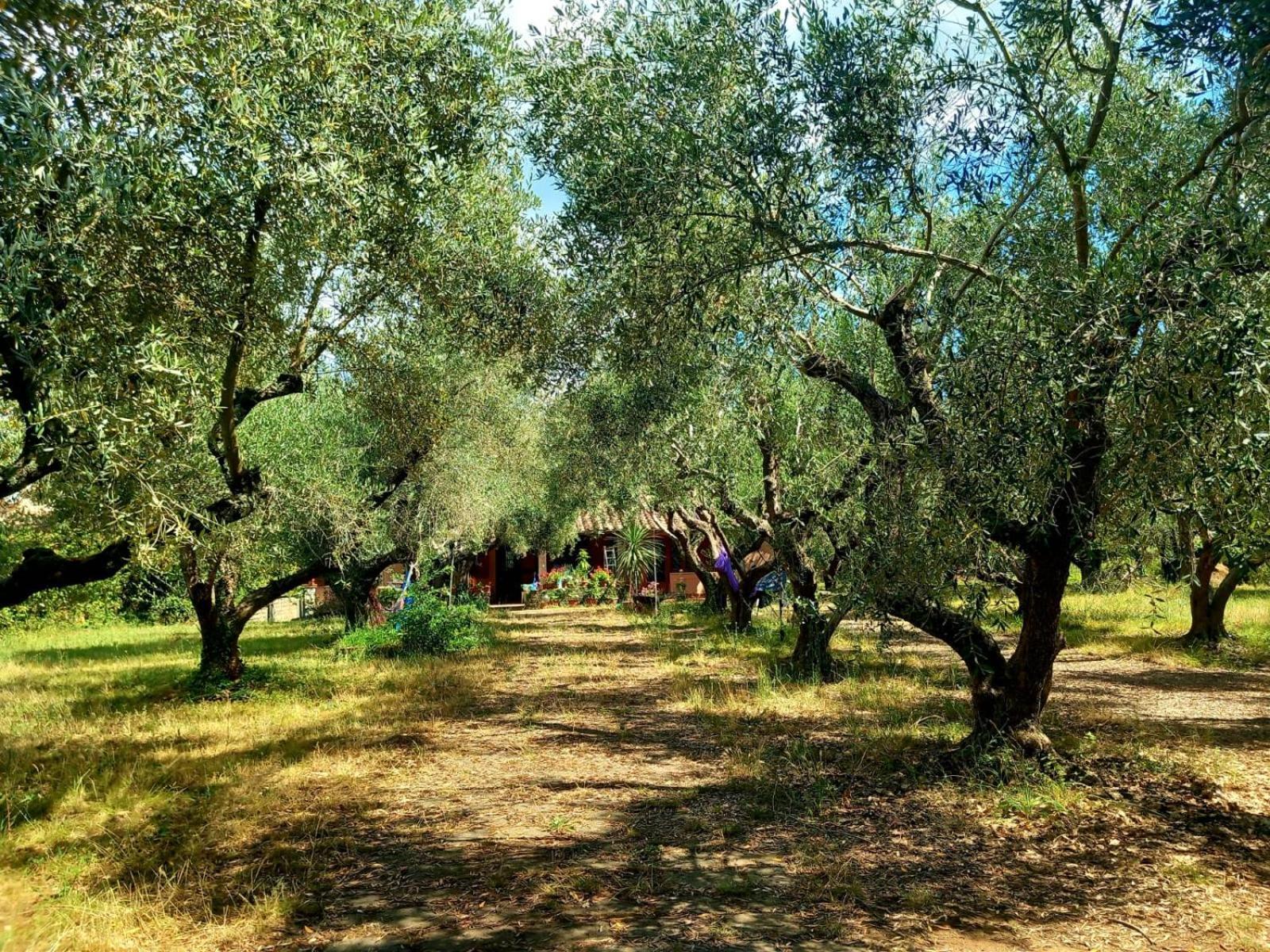 All'Ombra Degli Olivi Pisciarelli 外观 照片