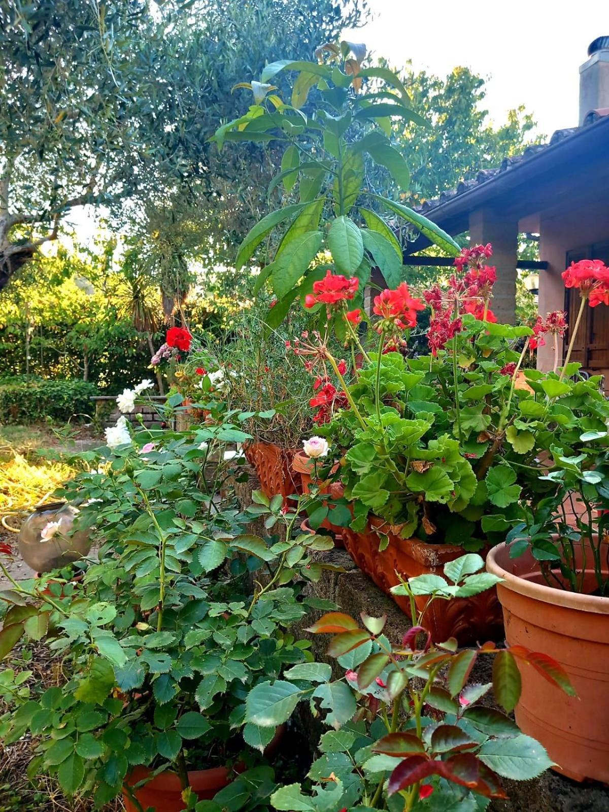 All'Ombra Degli Olivi Pisciarelli 外观 照片